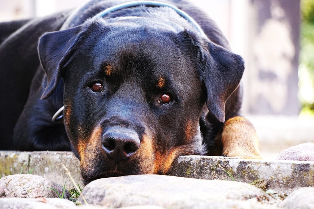 dog, rottweiler, close-up-1576497.jpg